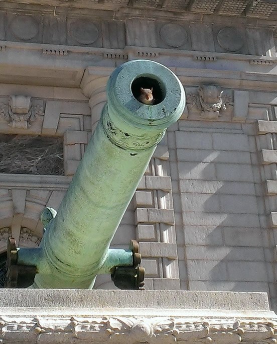 Topu dosta sijanja smrti, odlučio udomiti jedan mali život