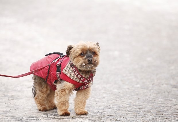 Ne boji se zime: Psić ponosno prošetao u crvenom kaputiću