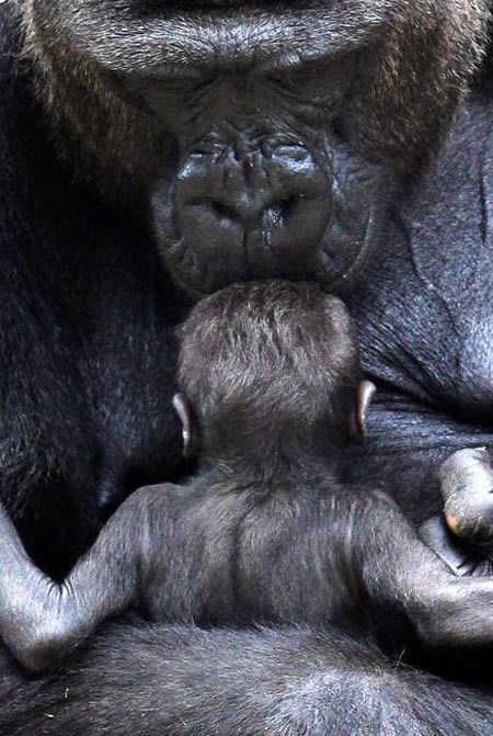 Mama gorila ljubi poput ljudske majke