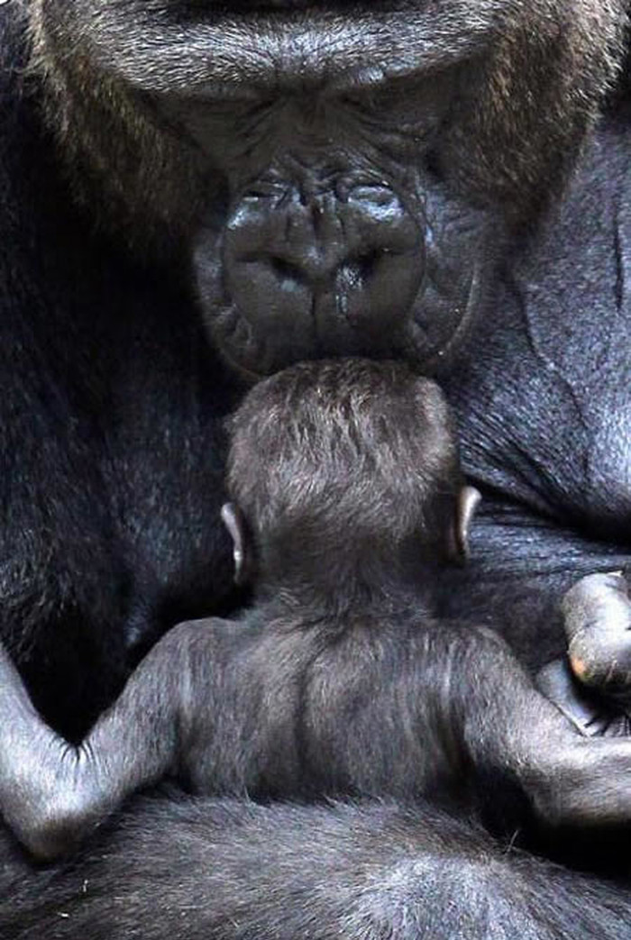 Mama gorila ljubi poput ljudske majke