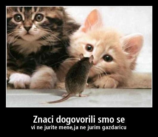 Miš i mačke postigli dogovor: Krug strave prekinut