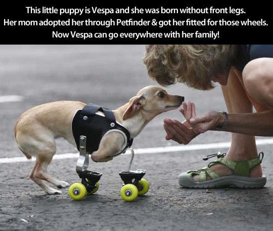 Psić bez nogu dobio kotačiće za veselo kotrljanje