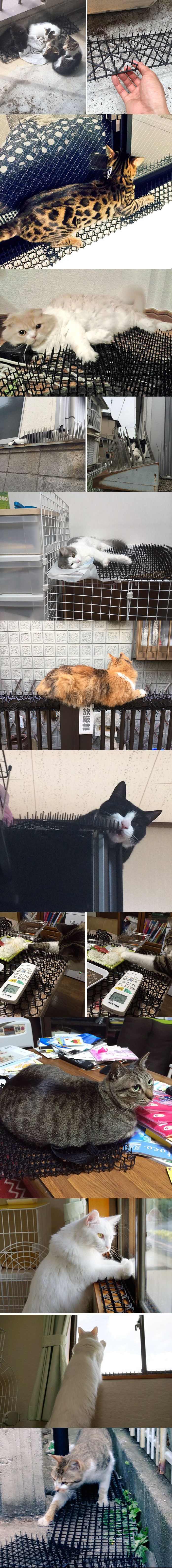 Fotografije koje dokazuju da mačkama ništa ne može stati na put 