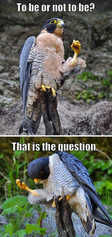 Dramatični sokol izveo Hamleta