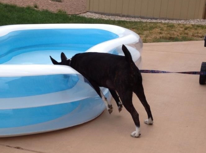 Kako se lijeni psi hlade ljeti