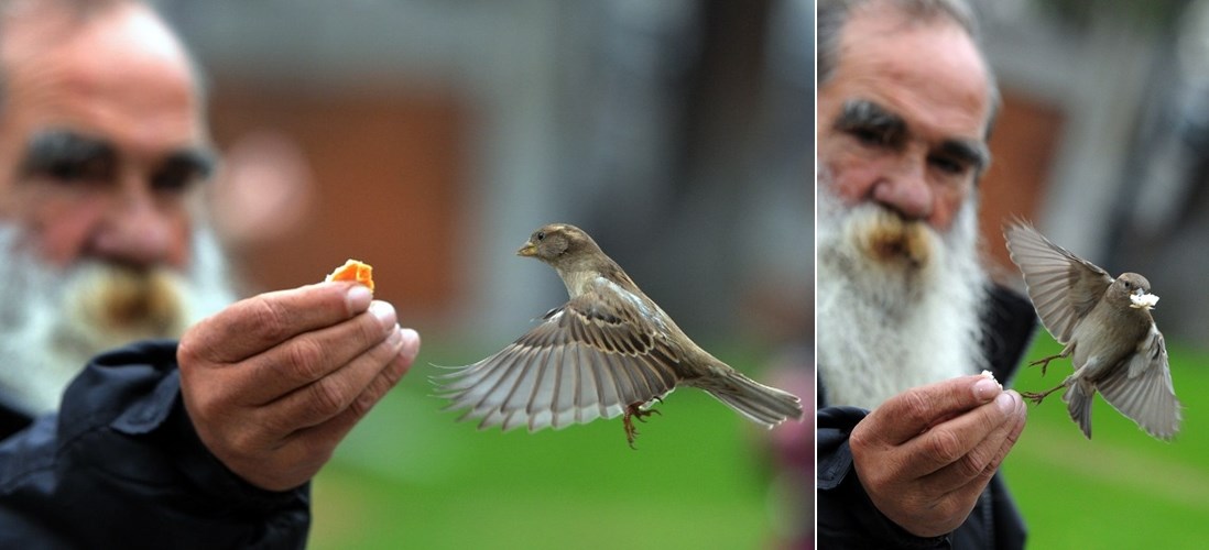 Dobri starac nahranio gladnog vrapčića