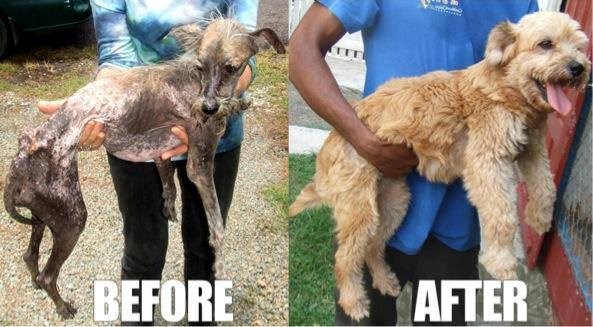 Ovo brižnost radi od životinja, ljudi, svijeta..