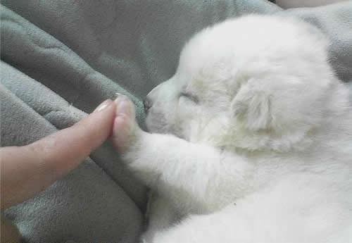 Jeste li ikada vidjeli nešto slađe?