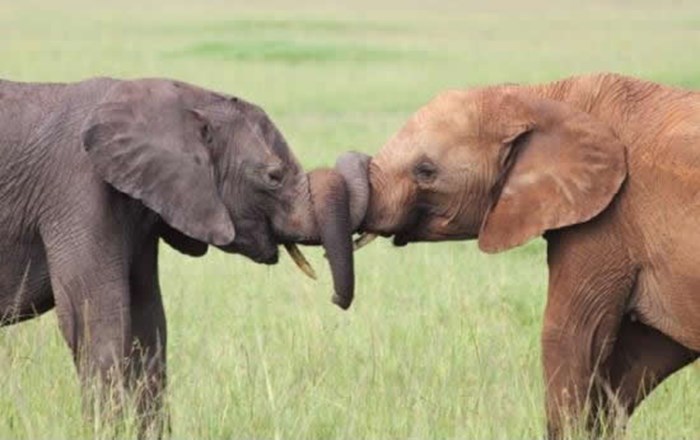 Slonovsko prijateljstvo traje zauvijek