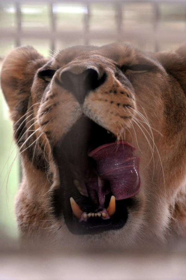 I lavici se prispavalo: Zijeeeeev!