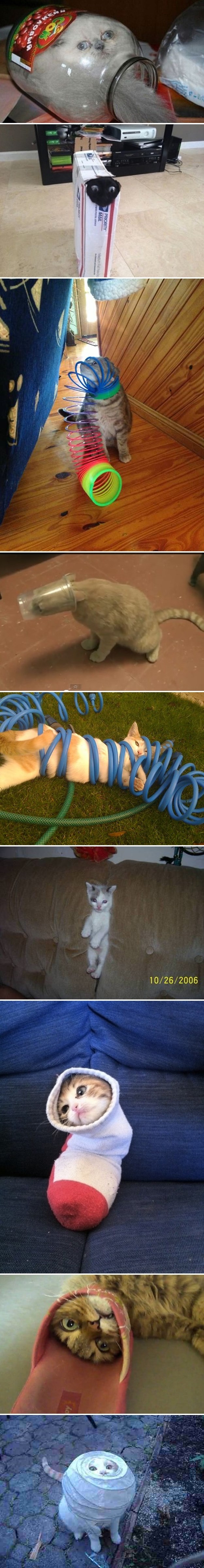 Mačke testiraju mit o 9 života