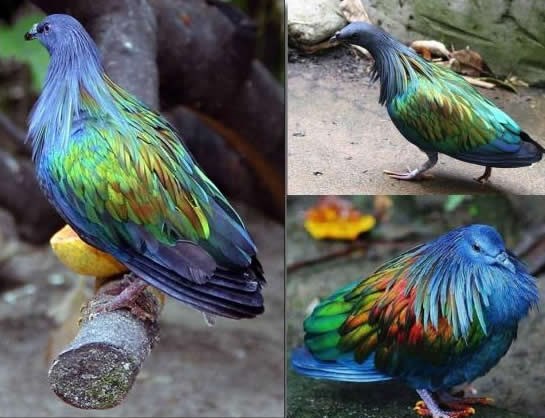 Nikobarski golub je pravo umjetničko djelo