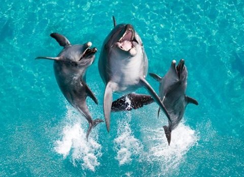 Dupini se najbolje zabavljaju, zar ne?