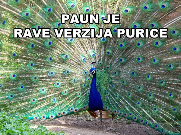 Konačno otkriveno što je zapravo paun
