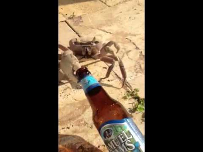 VIDEO: Rak je ukrao bocu piva, ali nije uspio pobjeći