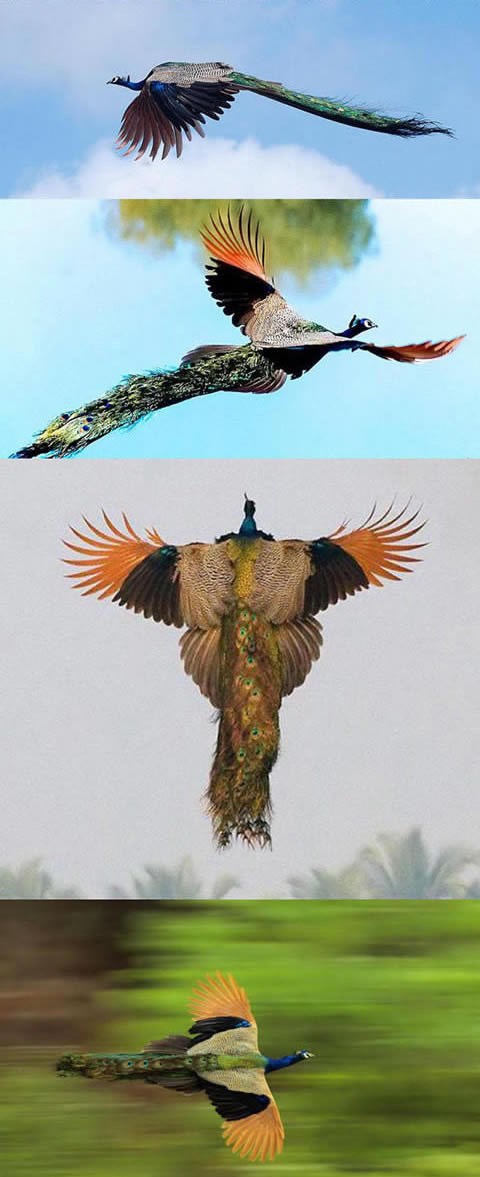 Jeste li ikad vidjeli pauna u letu?