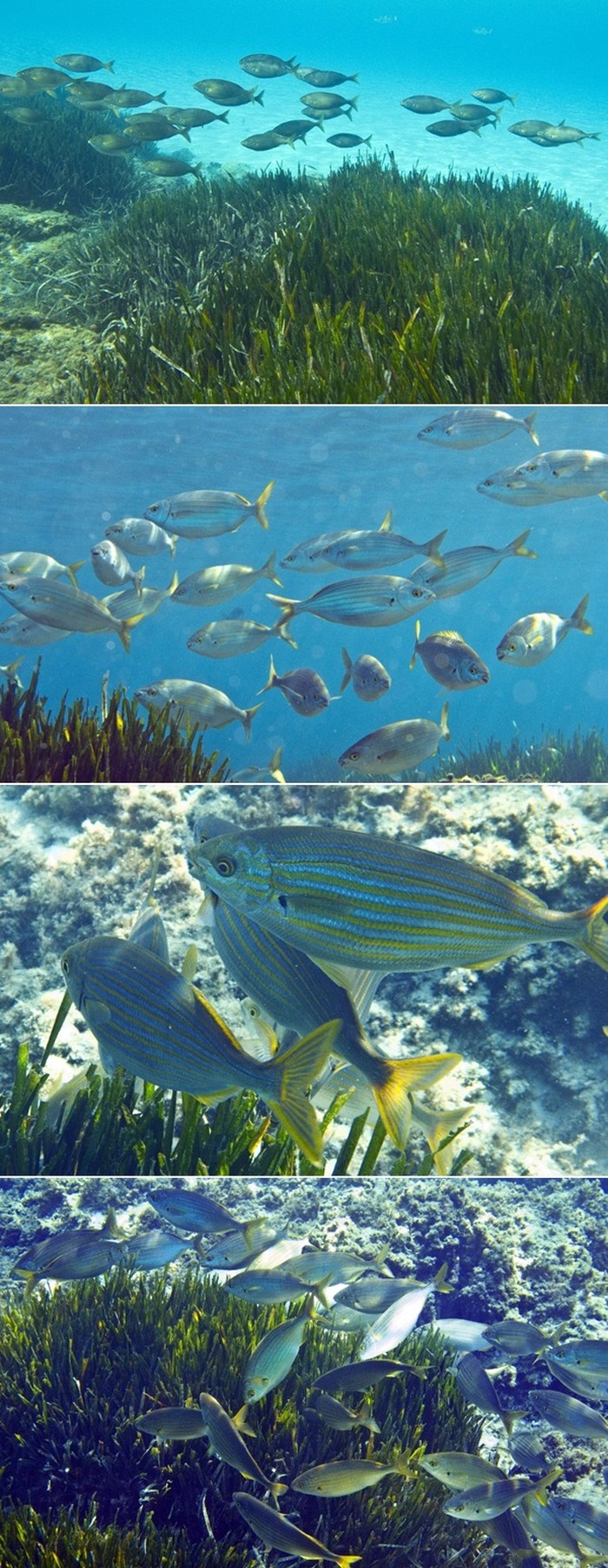 Mediteransko podmorje: Plavetnilo kojim caruju ribe