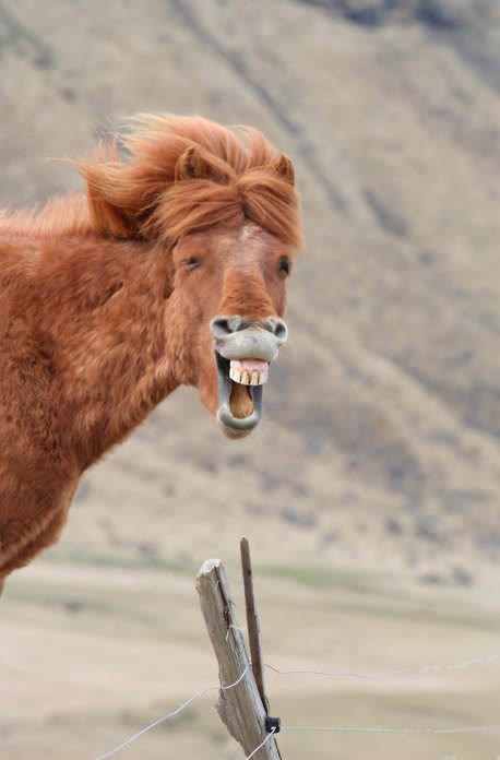 Fensi-šmensi konj nabavio periku, pa se prenemaže