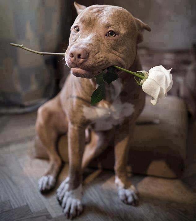 Romantičar se fotkao za profilnu, pasice stoje u redu