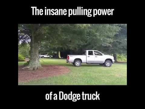 auto čupa stablo..video