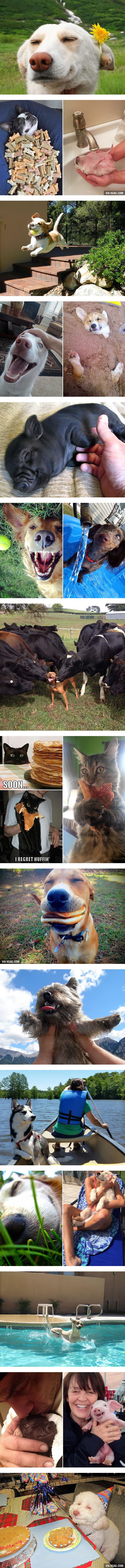 TOP 20 ljubimaca kojima je upravo najbolji dan u životu ikad!