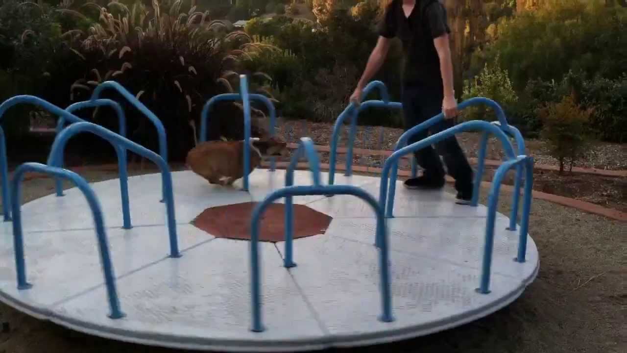 VIDEO: Ovo će vam uljepšati tjedan - bucmasti korgi na vrtuljku!