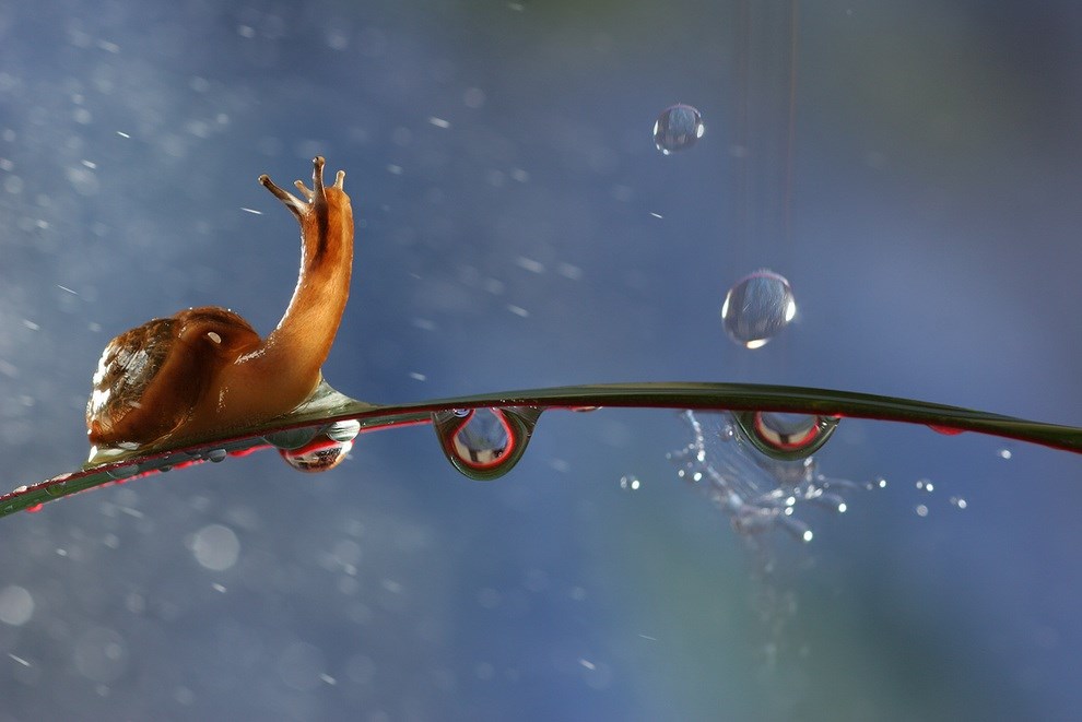 Pužić uživa na kiši