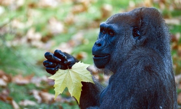 Gorila uživa u lišću i jeseni