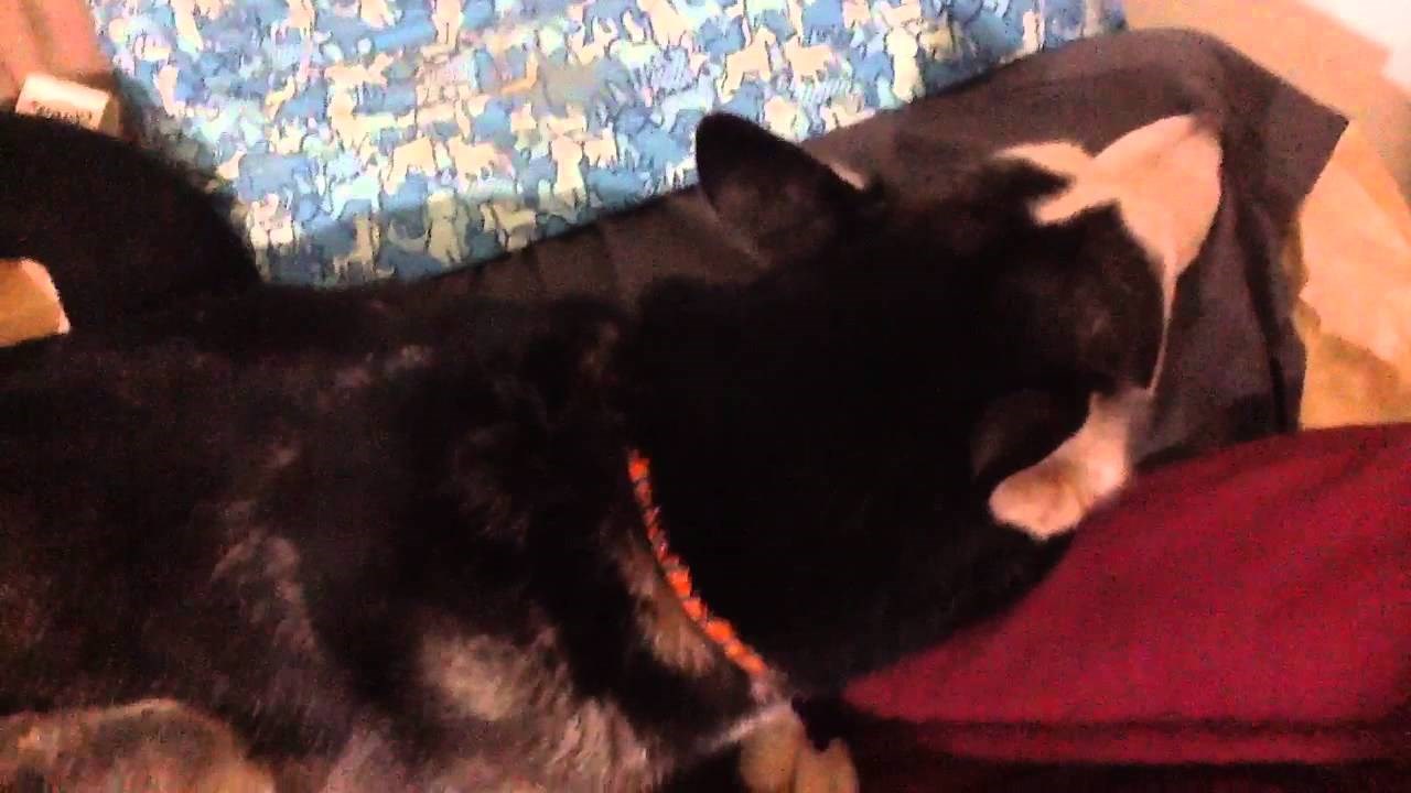 Naljutila se na vlasnicu i okrenula joj leđa, no jednoj stvari nije mogla odoljeti