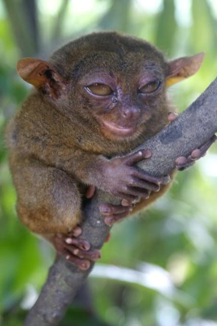 Njihihiii, kad odrastem - svjetska dominacija!