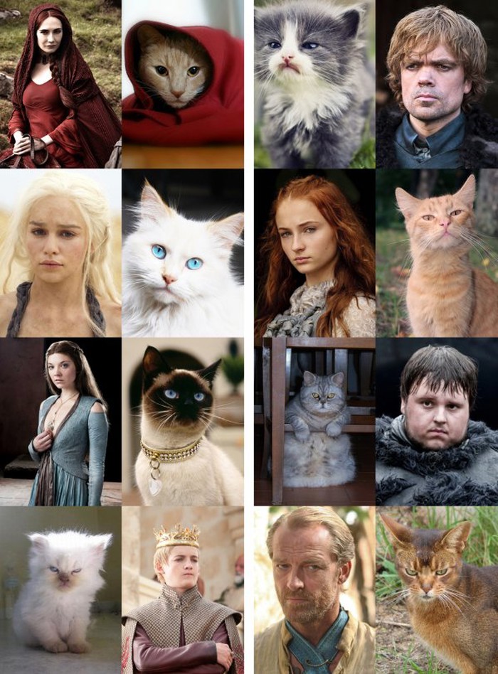 Kako "Game of Thrones" vide ljubitelji mačaka