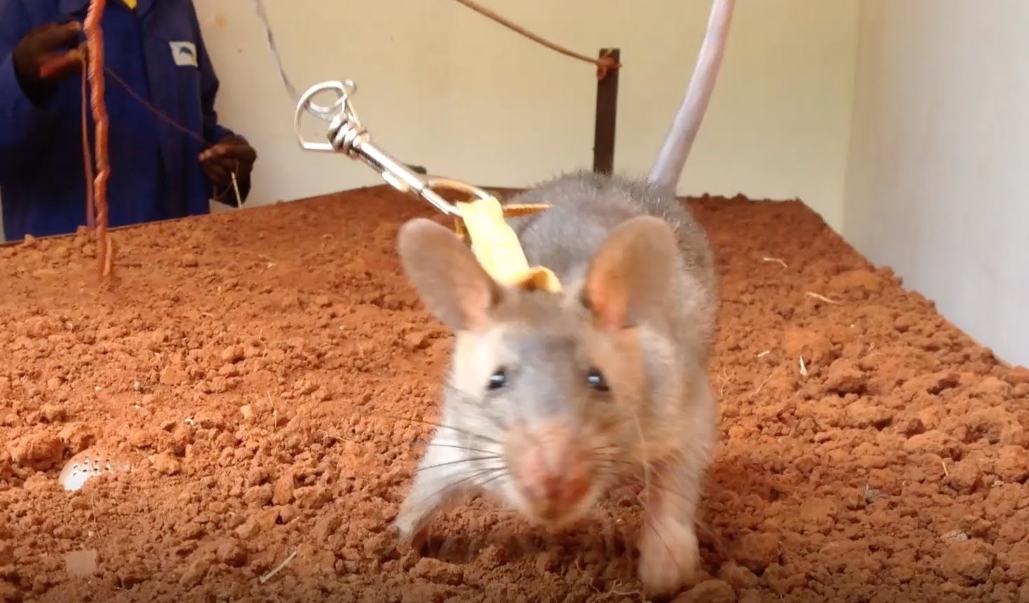 VIDEO: Mali heroji koji spašavaju živote