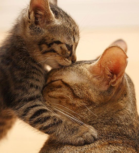 "Laku noć, mamice, volim te"