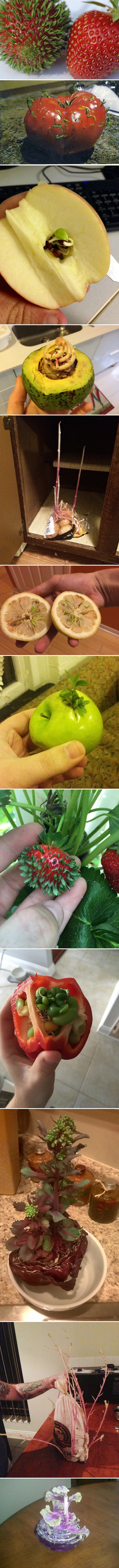 Jeste li ikad vidjeli ovakve jagode ili rajčice? Pogledajte 12 najčudnijih fotki "podivljalog" voća i povrća!