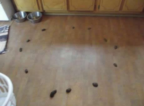 Pas pokušava komunicirati i ljudima prenijeti poruku