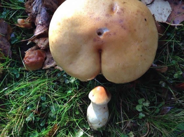 Prosta gljiva: Priroda je perverzna!