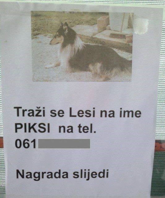 Ovog izgubljenog psa će teško pronaći jer jadnik ni sam ne zna kako se zove