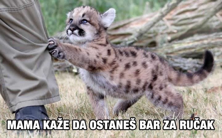 Riskantni safari: Slatkoćom te namame i poklopaju