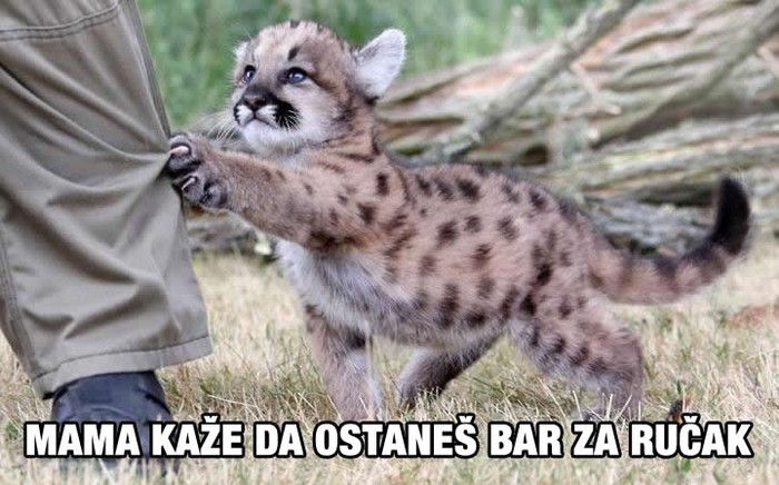 Riskantni safari: Slatkoćom te namame i poklopaju