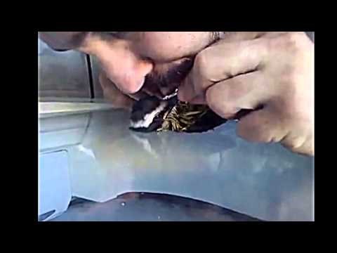 Smrznutoj ptičici dao usta na kljun, iščupao je iz ralja smrti