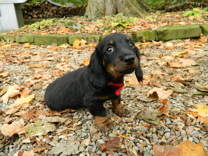 Puppy eyes: Zločesti psić glumi nevinašce
