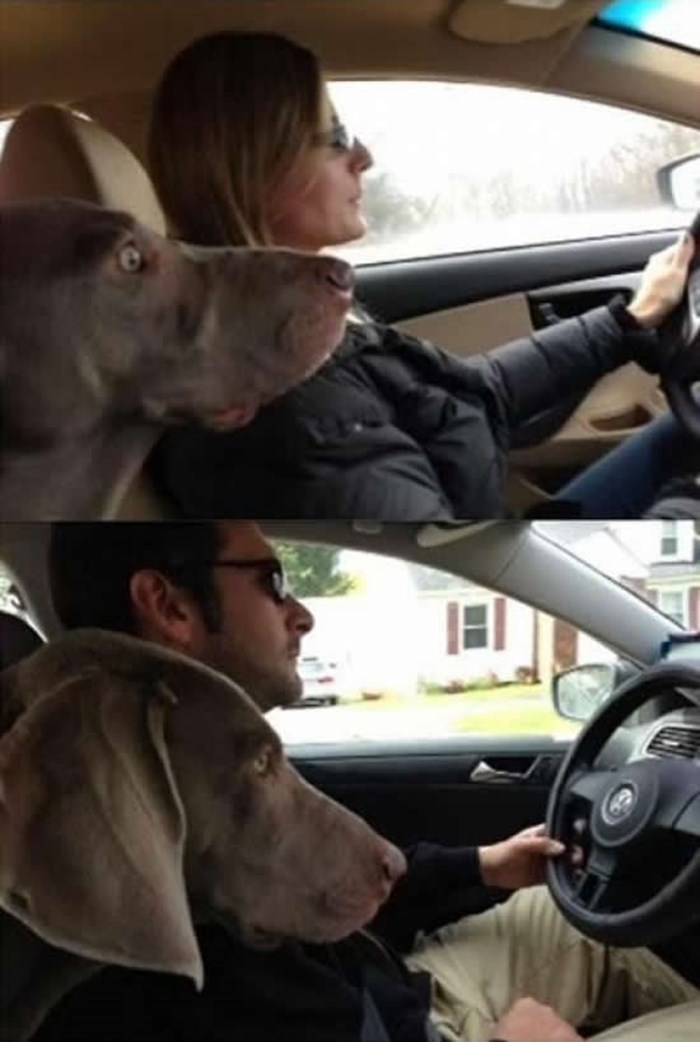 Tko je bolji vozač - pas odlučuje