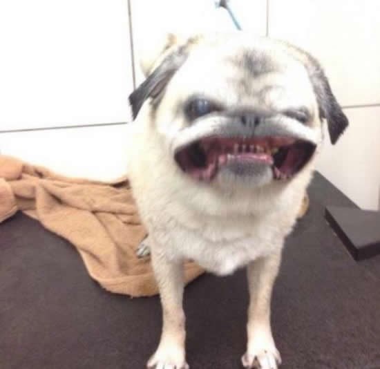 Ne ljuti male pse ako ti je život mio!