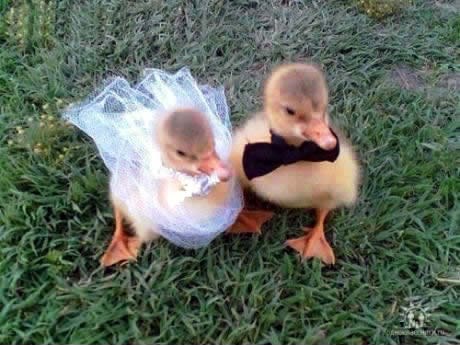 Uvečer sutra, tu nema šale, počinje vjenčanje za pačiće male