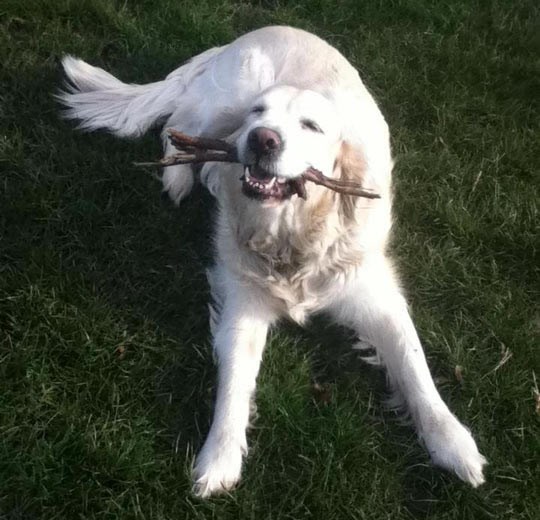 Štap: Ultimativna pseća sreća