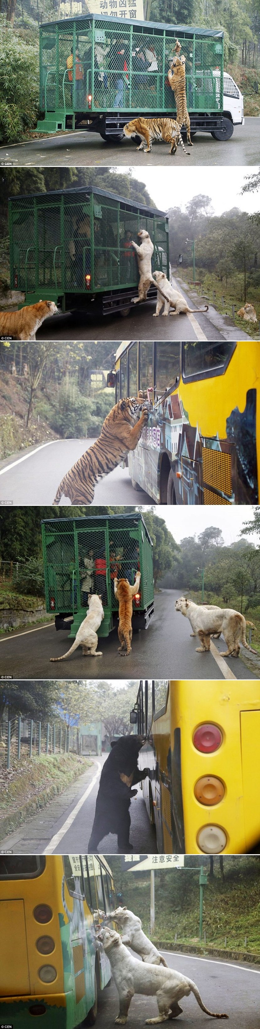 U ovom zoo-u ljudi su u kavezima, a životinje lutaju slobodne!