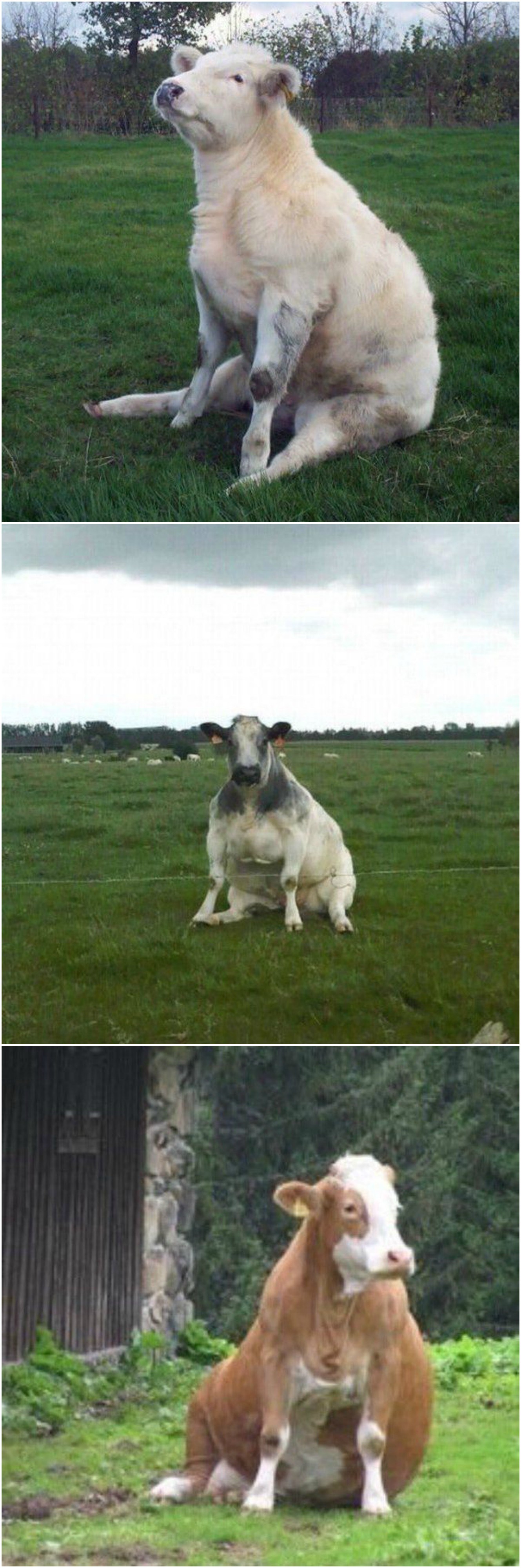 Krava ili pas - pitanje je sad?