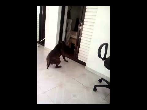 System of a Dog - Chop Suey