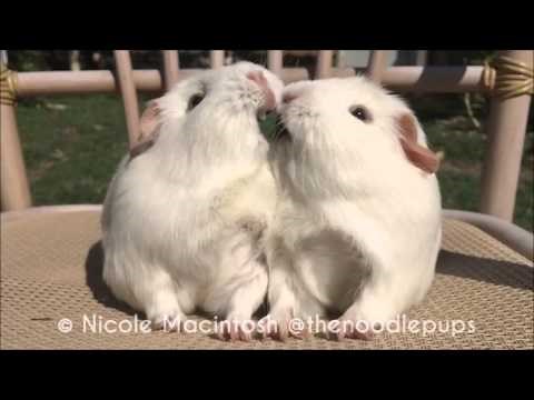 VIDEO: Sestrice zamorčice napravile DRAMU od papanje travke