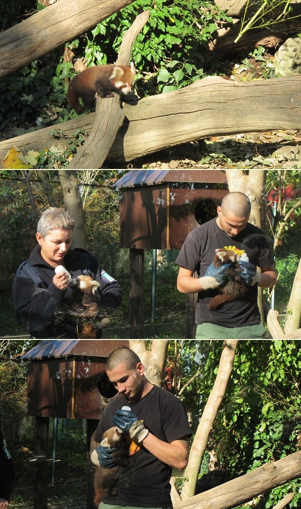 Male crvene pande iz zagrebačkog ZOO-a traže ime